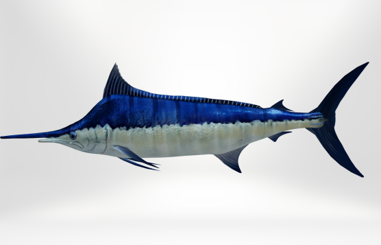 Marlin Fish